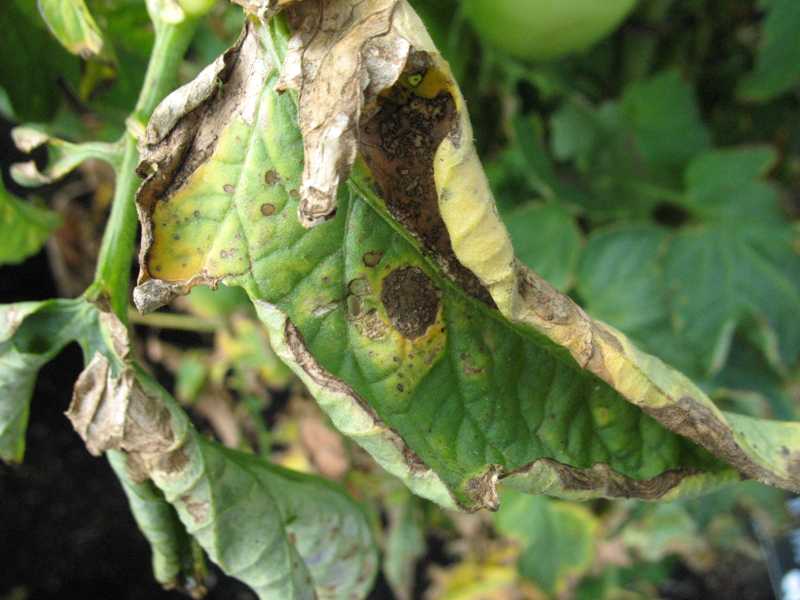 Early Blight Of Tomato